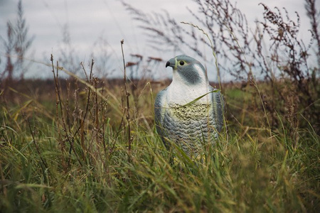 Vogelschreck Vogelabwehr 17/17.5/41cm Falke Bradas CTRL-BR103