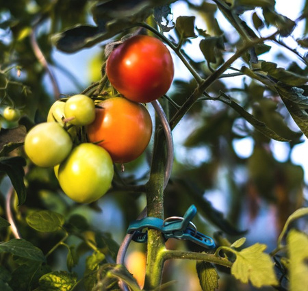 10 Stück Pflanzen Befestigungsclips Bradas TYK51.