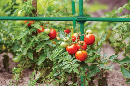 10Stück Pflanzenclips Winkelverbinder für Pflanzstäbe Ø8mm Bradas TYLK08