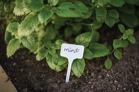 10Stk. Kunststoff weiß Pflanze/Samen Etiketten 15x 5,5cm Bradas TYE1555